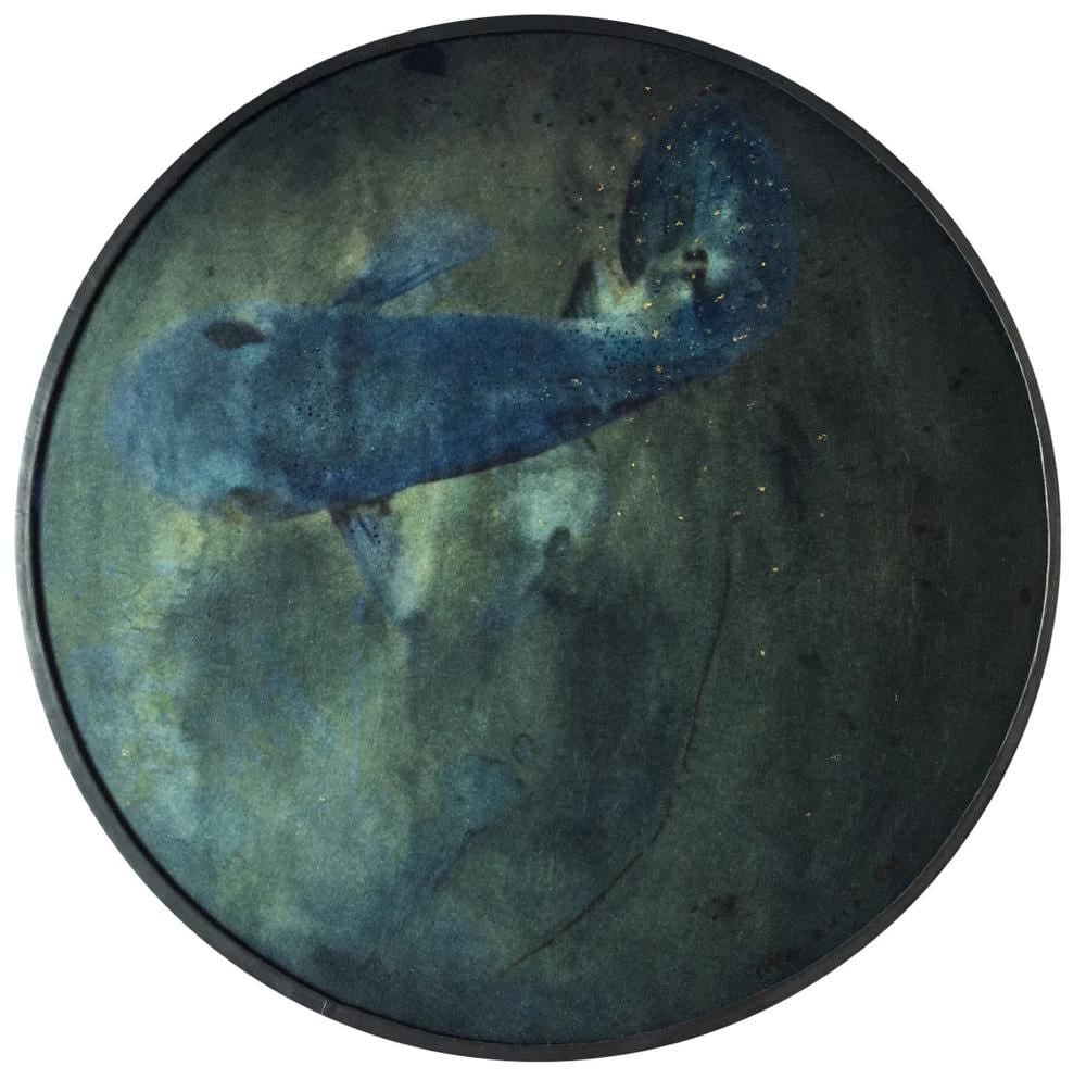 FLORE, FL-9355 Nuit sans lune, 2025