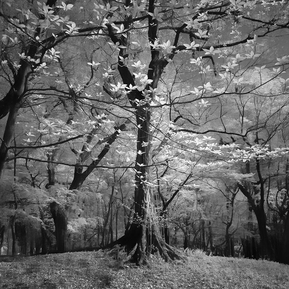 Toshiya Watanabe, Somewhere not here #042, 2018