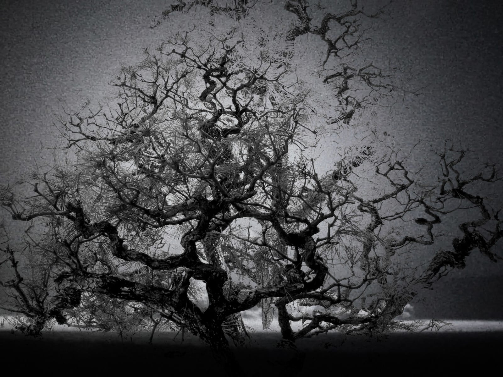 Junko Hirano, A-Bombed tree 7AT-1, 2025