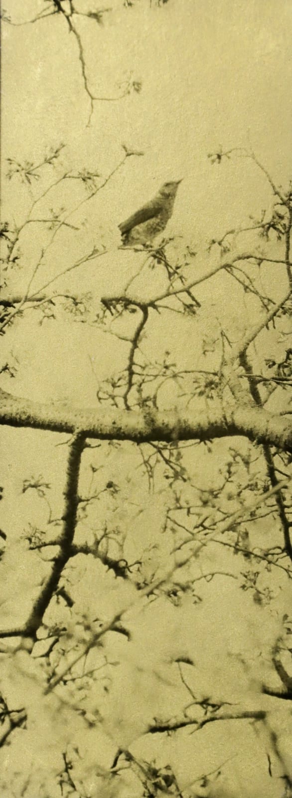 Naohiro Ninomiya, Glanage-56, 2022