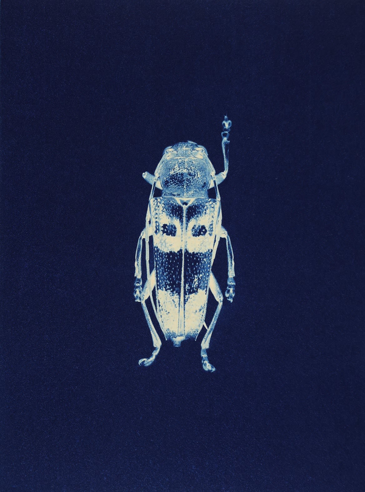 Anaïs Lopez, Beetle IV, 2023 / toyobo 2025