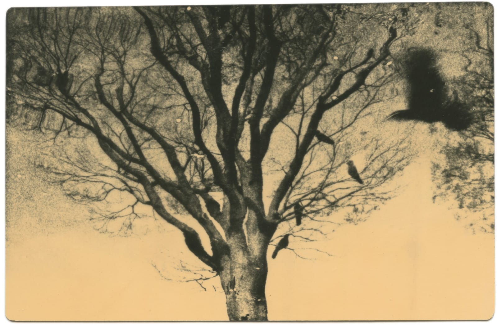 Miho Kajioka, BK0322, 2018