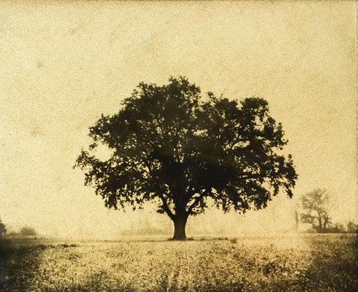 Naohiro Ninomiya, Glanage-1, 2019