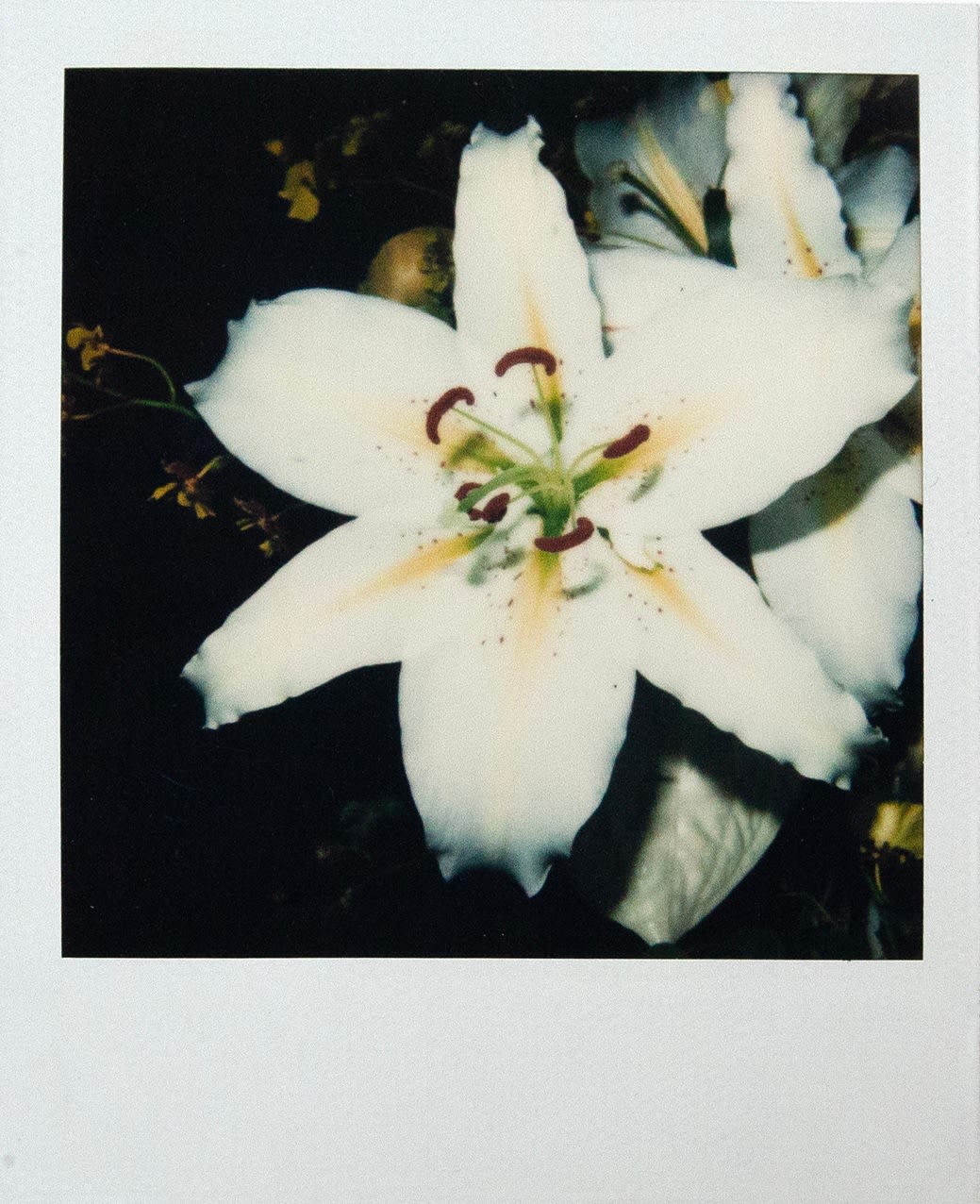Nobuyoshi Araki, Untitled