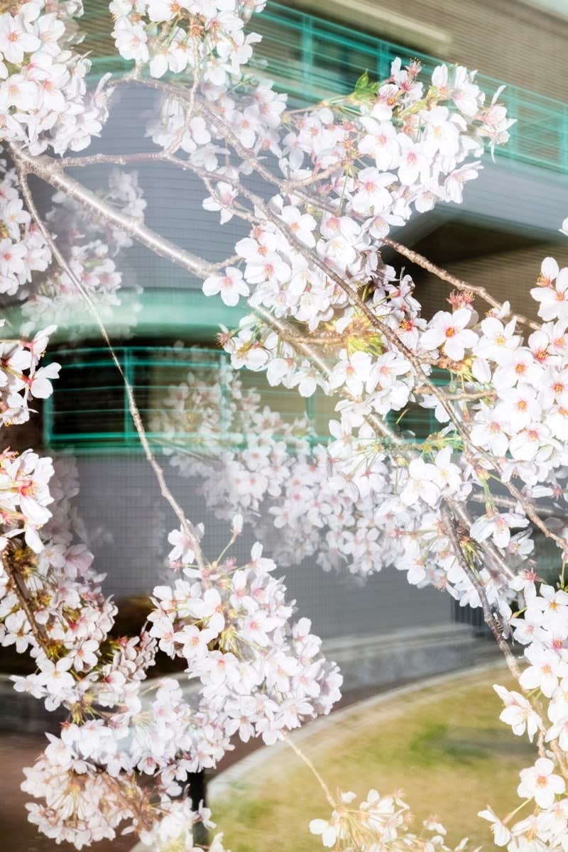 Yoshinori Mizutani, Sakura 024, 2015