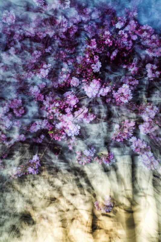 Yoshinori Mizutani, Sakura 011, 2015