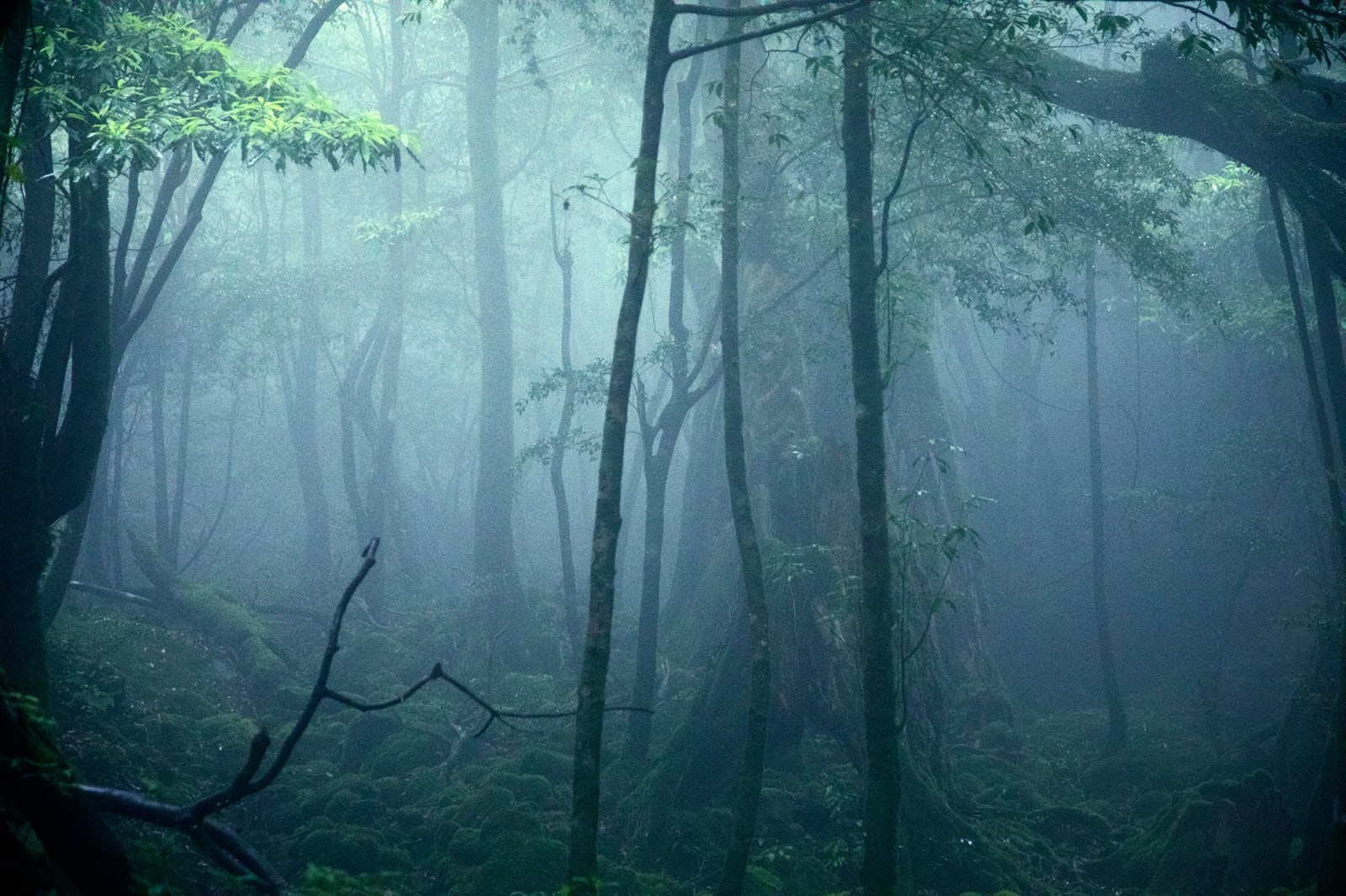 Anaïs Lopez, The Old Forest