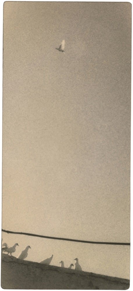 Miho Kajioka, BK0601, 2020