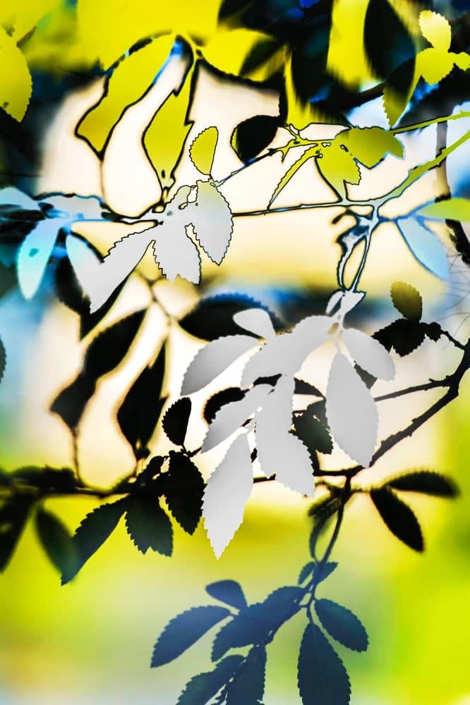 Yoshinori Mizutani, HDR_Nature 016, 2016-2018