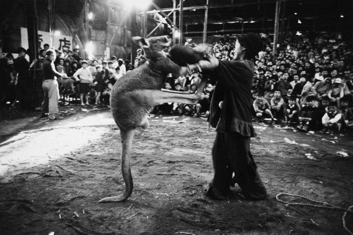 Akira Tanno, Boxing, Kigure Circus, 1957