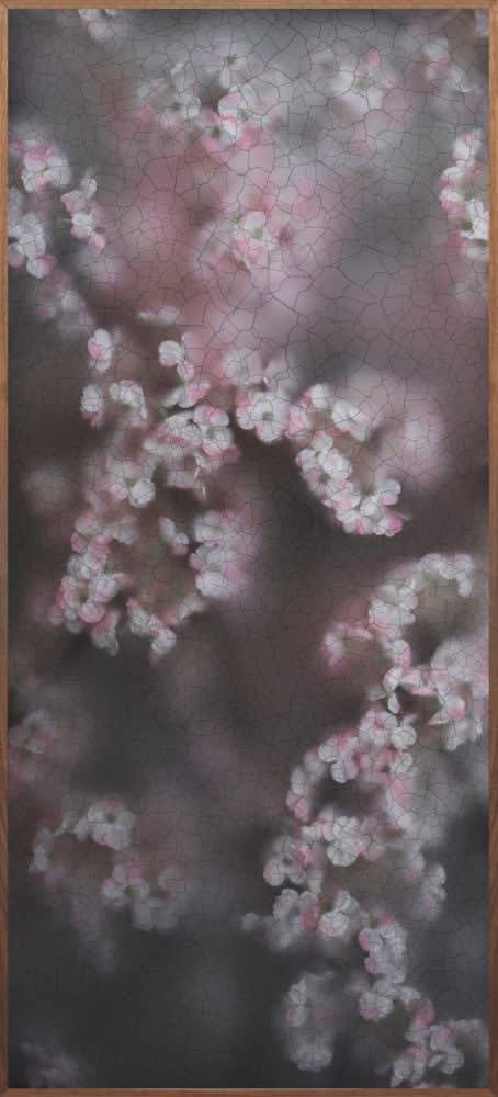 Casper Faassen, Blossom, 2016