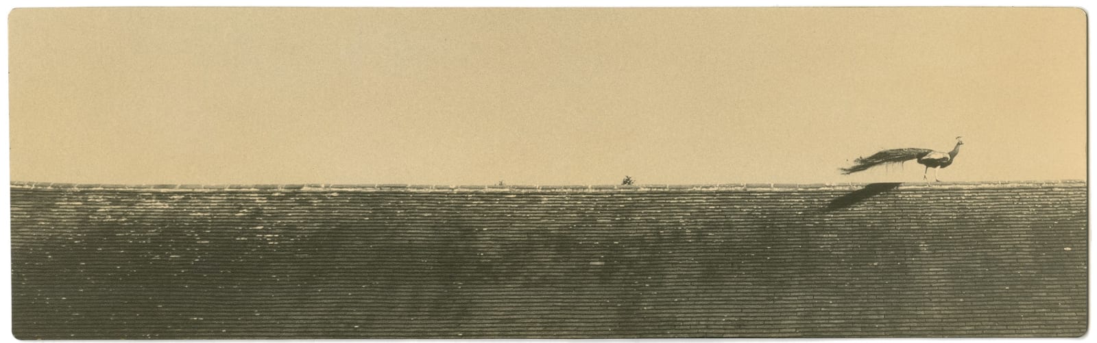 Miho Kajioka, BK0349, 2018