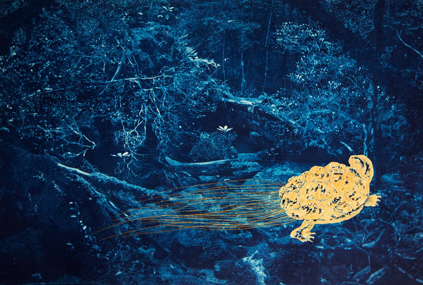 Anaïs Lopez, Kami in my Dreams, 2025