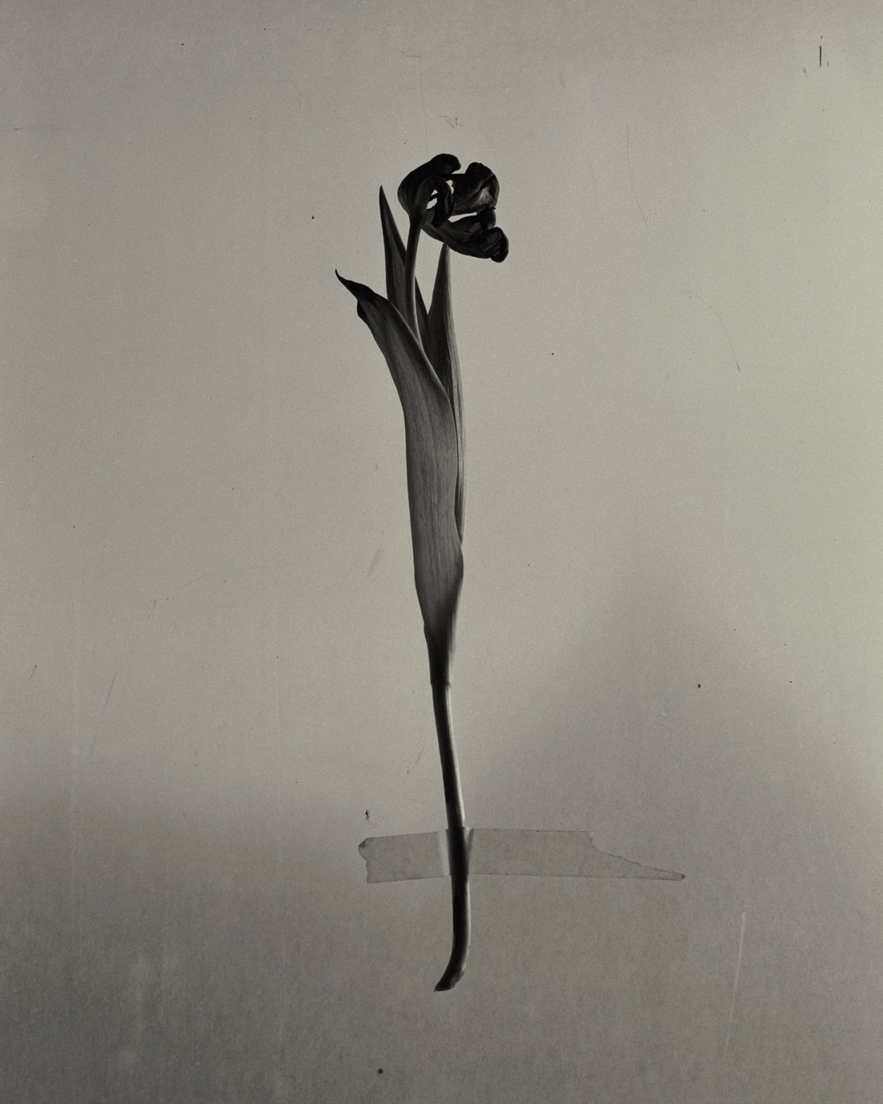 Sayuri Ichida, Absentee #202, 2021