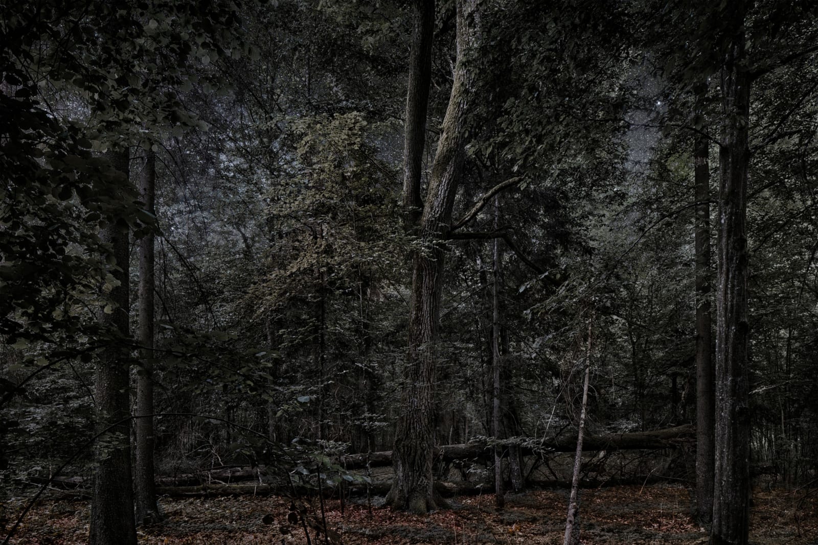 Thierry Cohen, Carbon Catchers no. 20