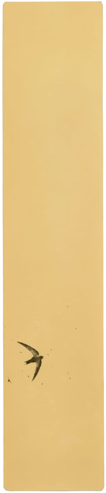 Miho Kajioka, BK0372, 2018