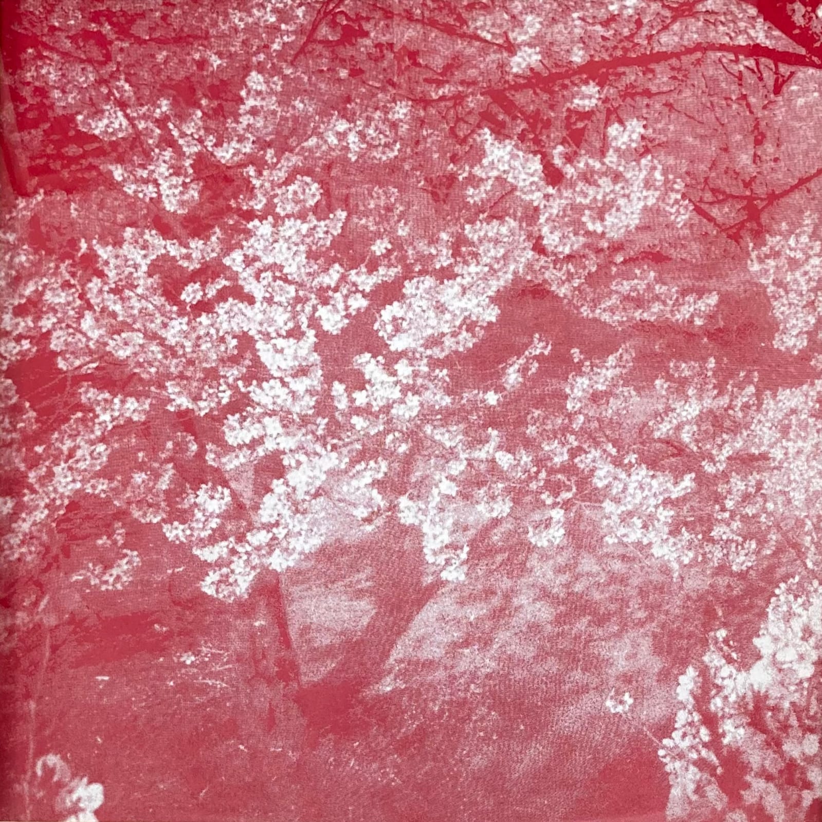 Daido Moriyama, Cherry Blossoms, 1975