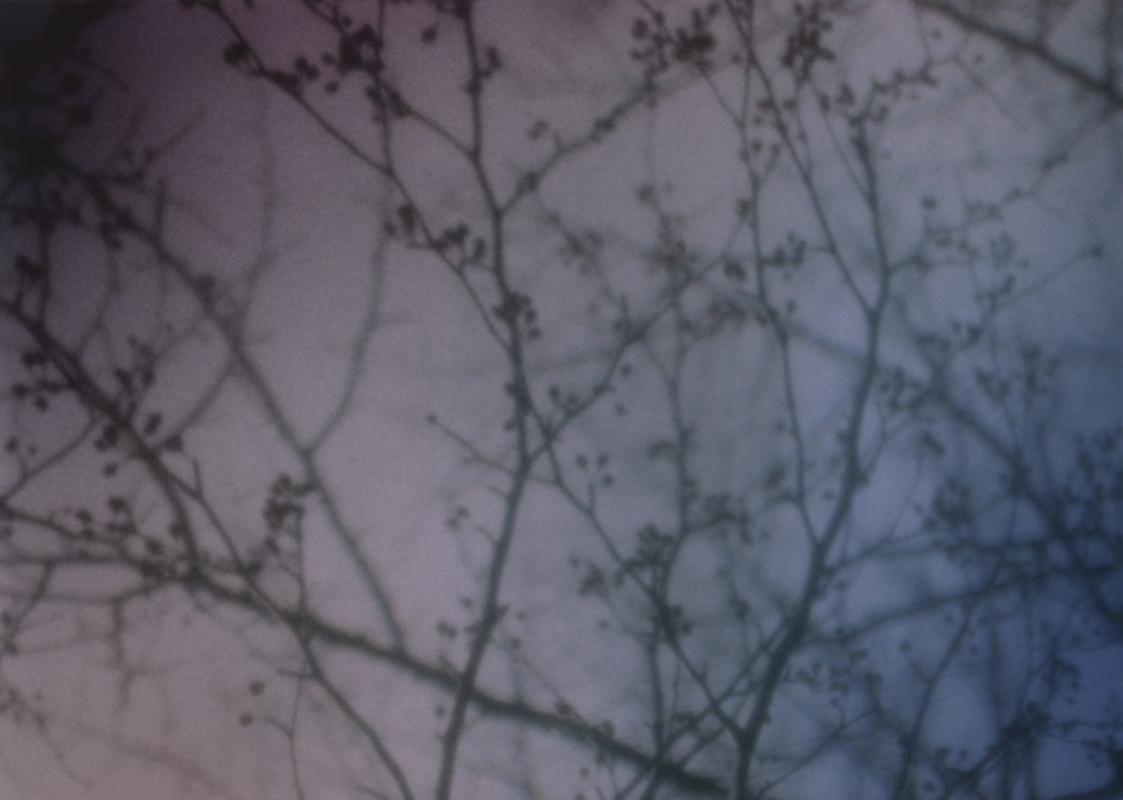 Hanayo, Untitled (branches), 2018/2021