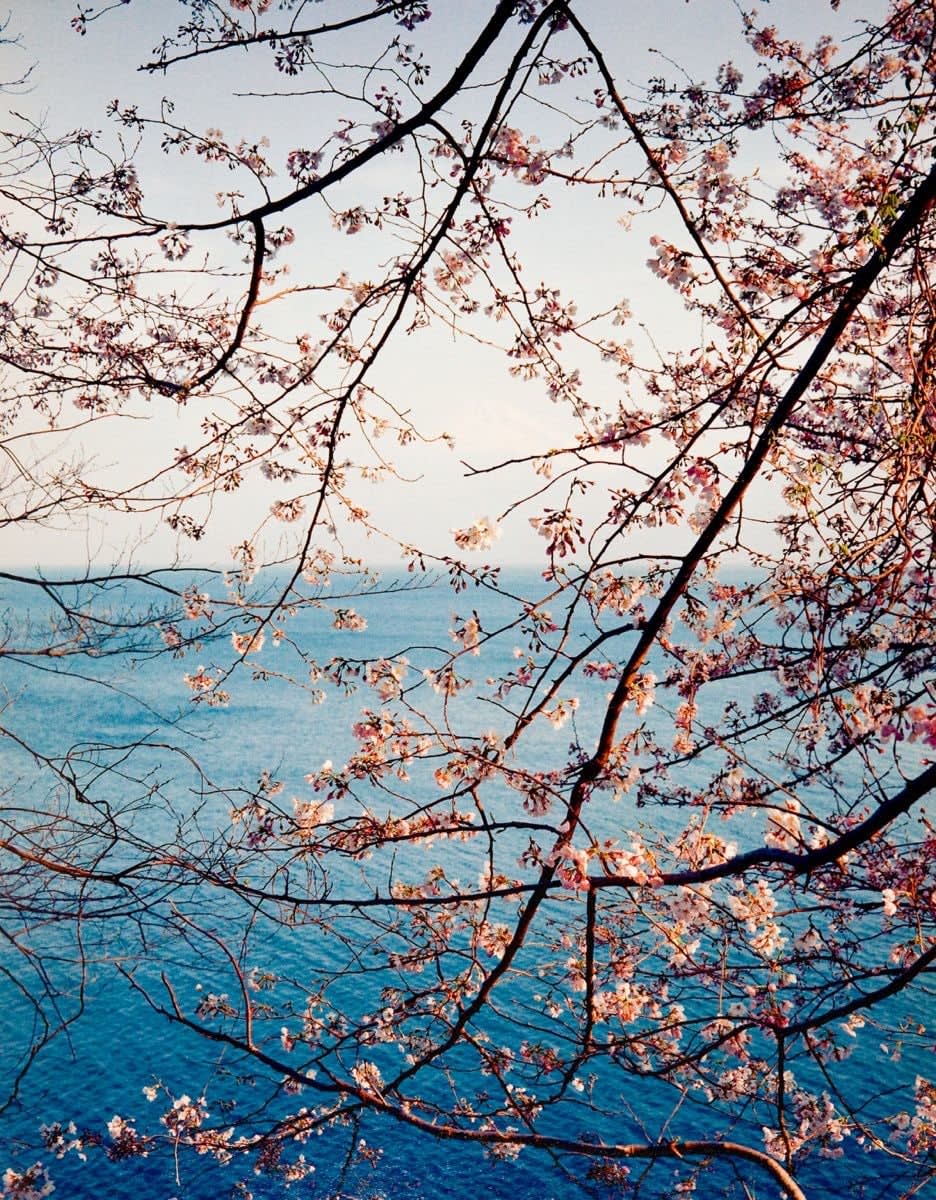 Chris Steele-Perkins, Sakura (Cherry Blossom) along Izu Peninsula, from the series Fuji 1999-2001, 2000