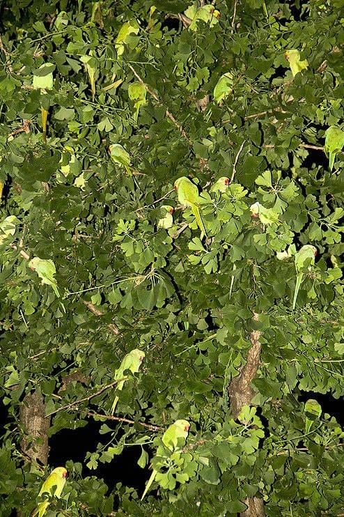 Yoshinori Mizutani, Tokyo Parrots 043, 2013