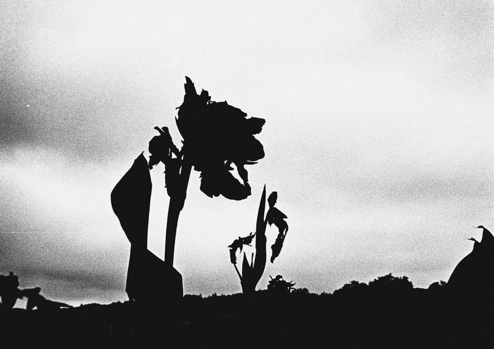 Margaret Lansink, Solo, 2017