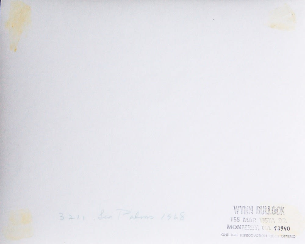 Various International Artists, Wynn Bullock - Sea Palms, 1968