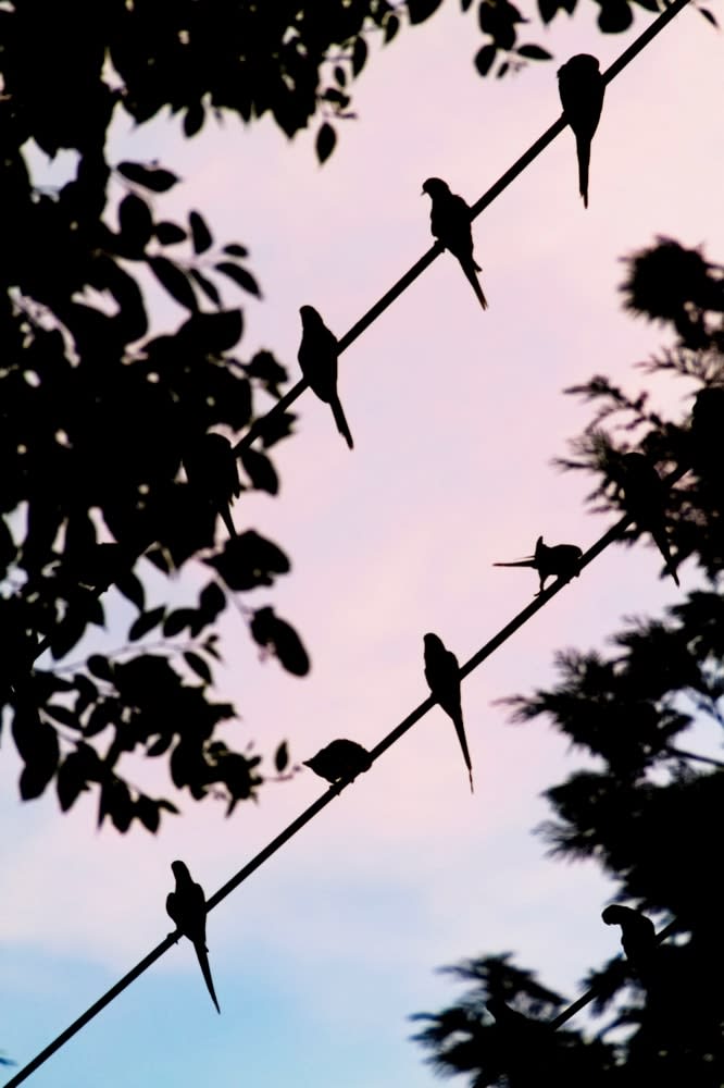 Yoshinori Mizutani, Tokyo Parrots 058, 2013