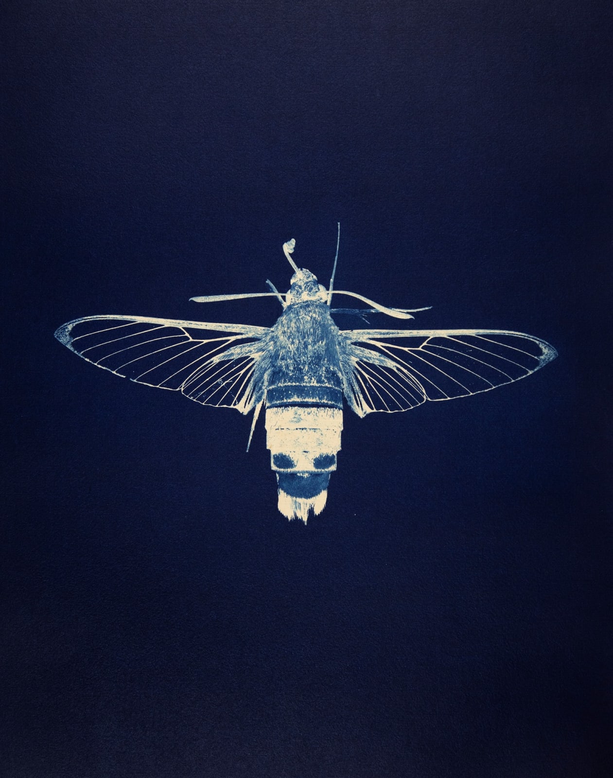 Anaïs Lopez, Butterfly I, 2025