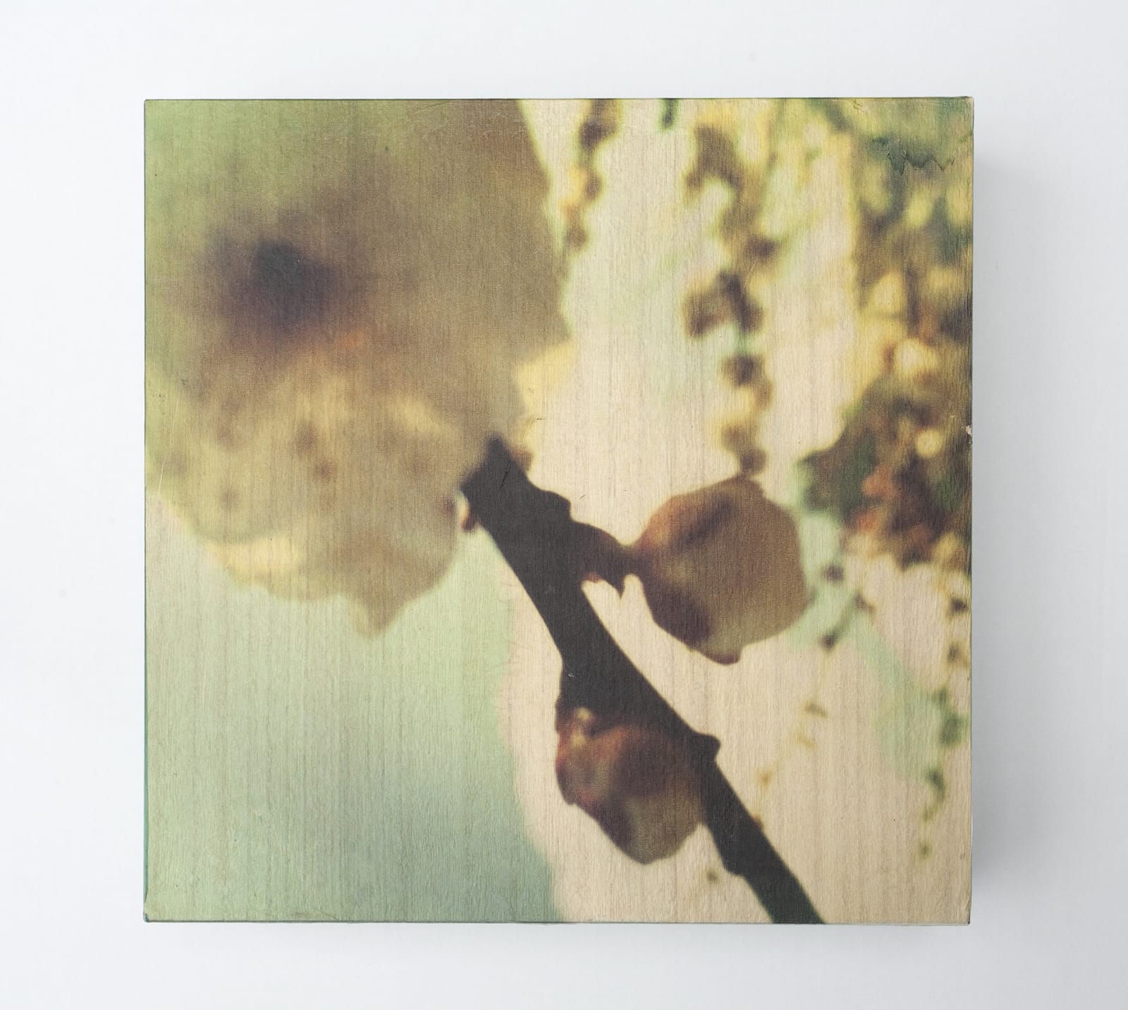Miho Kajioka, and, do you still hear the peacocks?, 2021