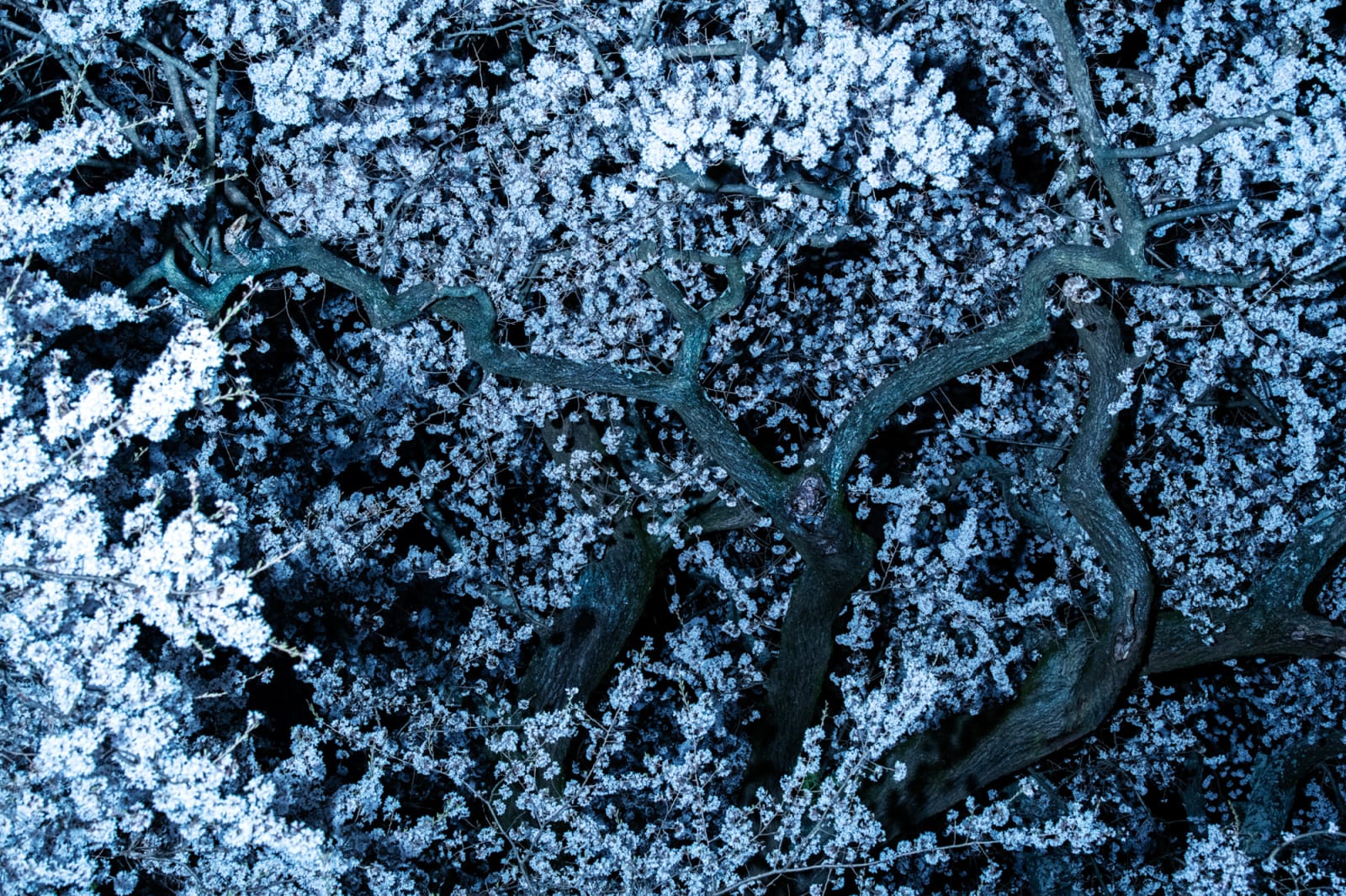 Ai Iwane, Takashiba Dekoyashiki, Koriyama, Fukushima, 2020