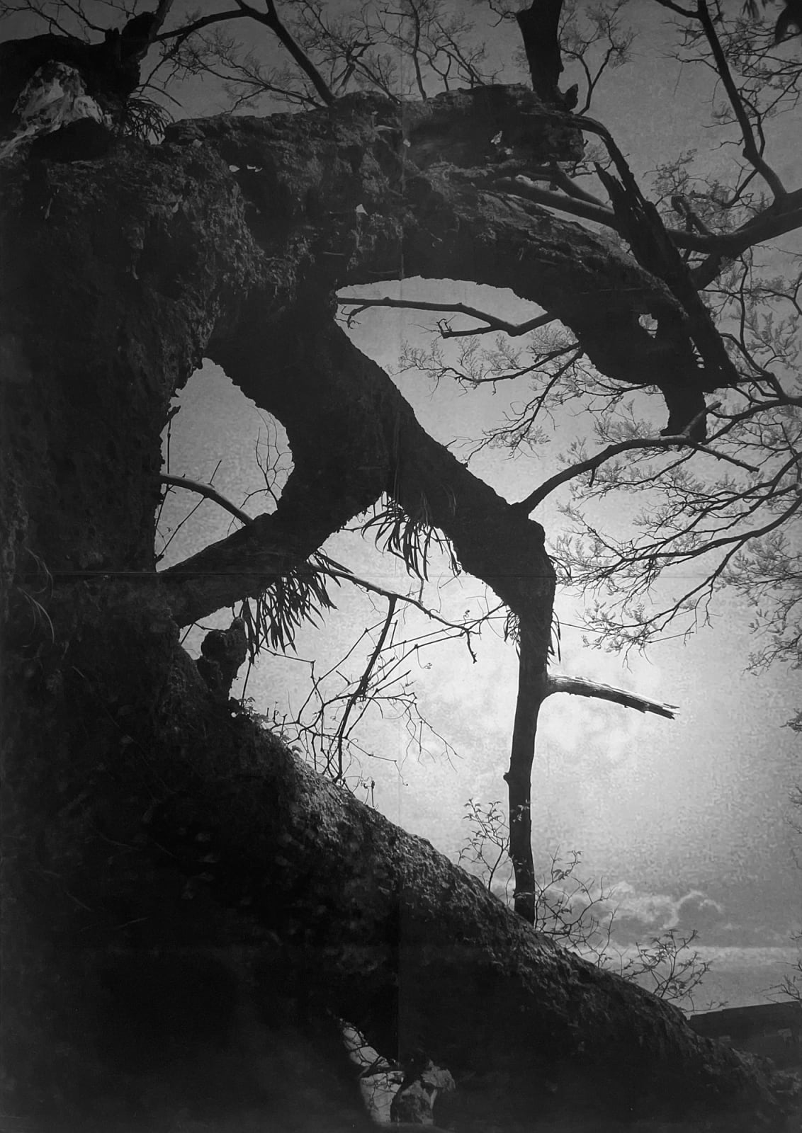 Junko Hirano, A-Bombed tree 7AT-4, 2025