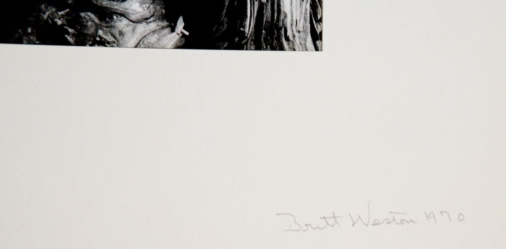 Various International Artists, Brett Weston - Untitled (Tree Bark Abstraction), 1970