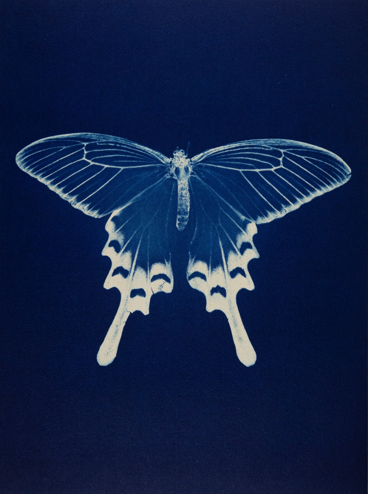 Anaïs Lopez, Butterfly II, 2025