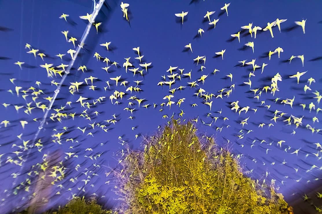 Yoshinori Mizutani, Tokyo Parrots 003, 2013