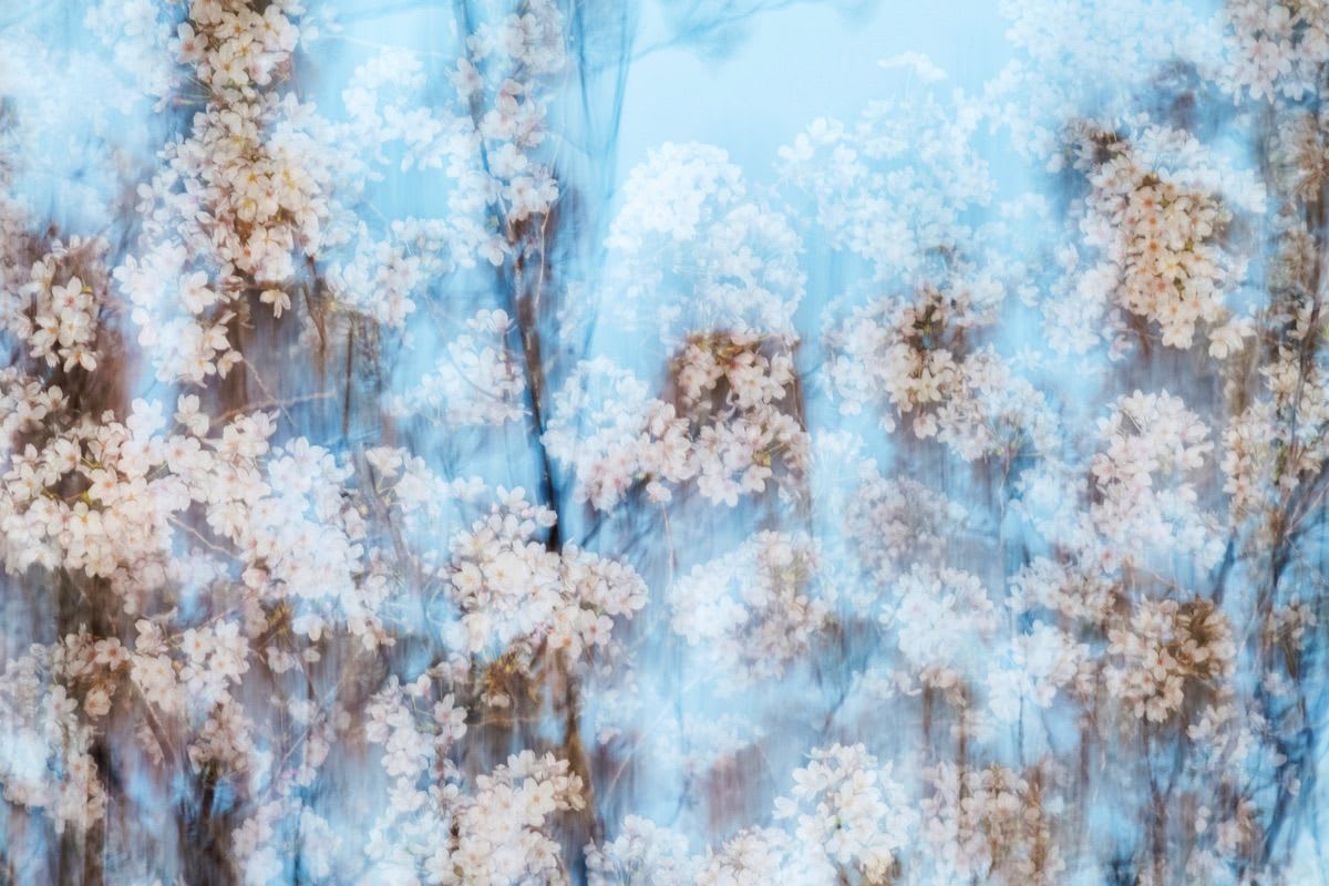Yoshinori Mizutani, Sakura 002, 2015