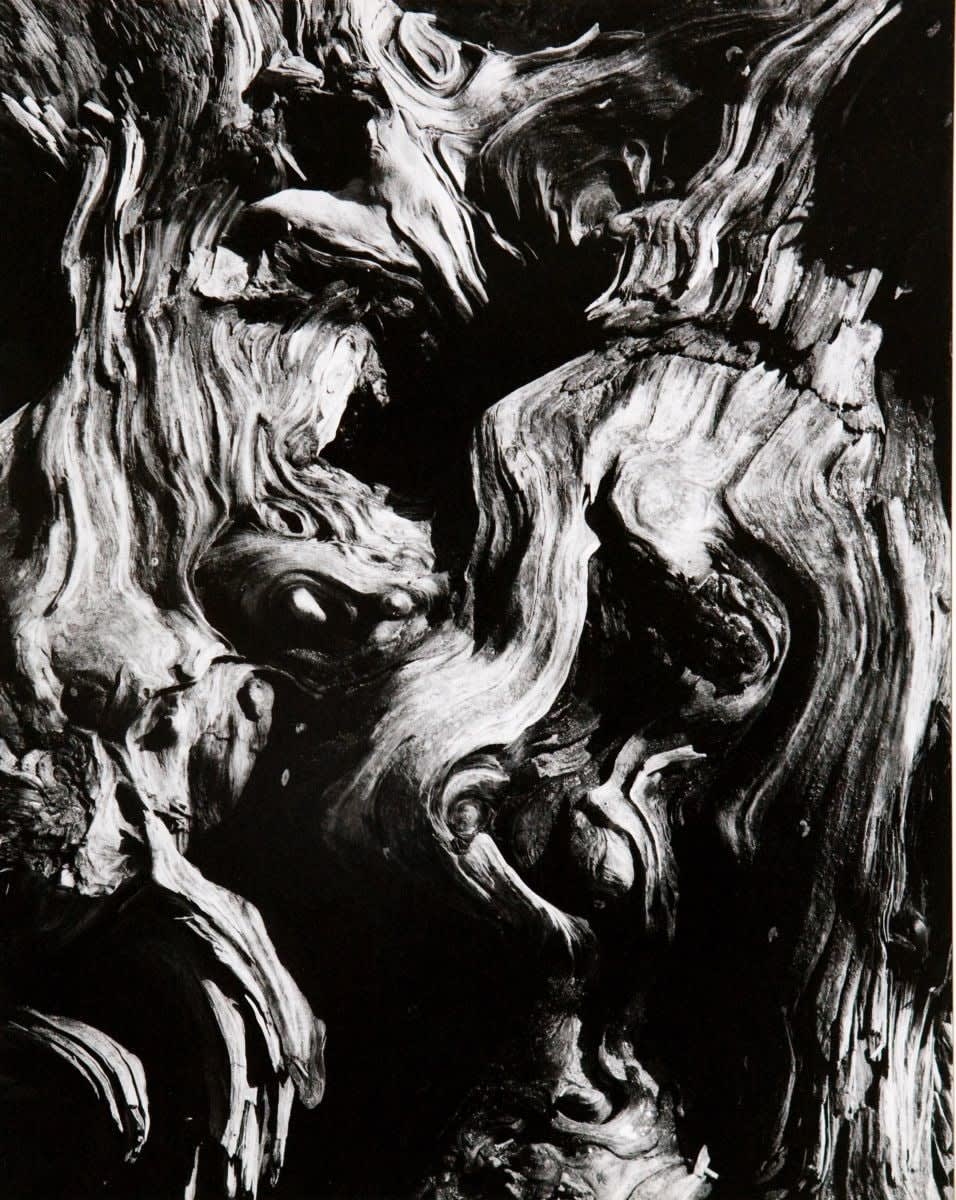 Various International Artists, Brett Weston - Untitled (Tree Bark Abstraction), 1970