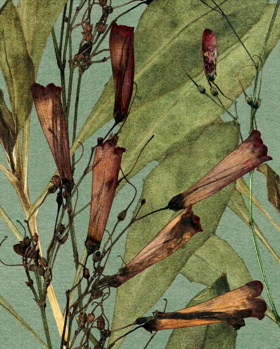 FLORE, FL-255 Fleur corail, 2023