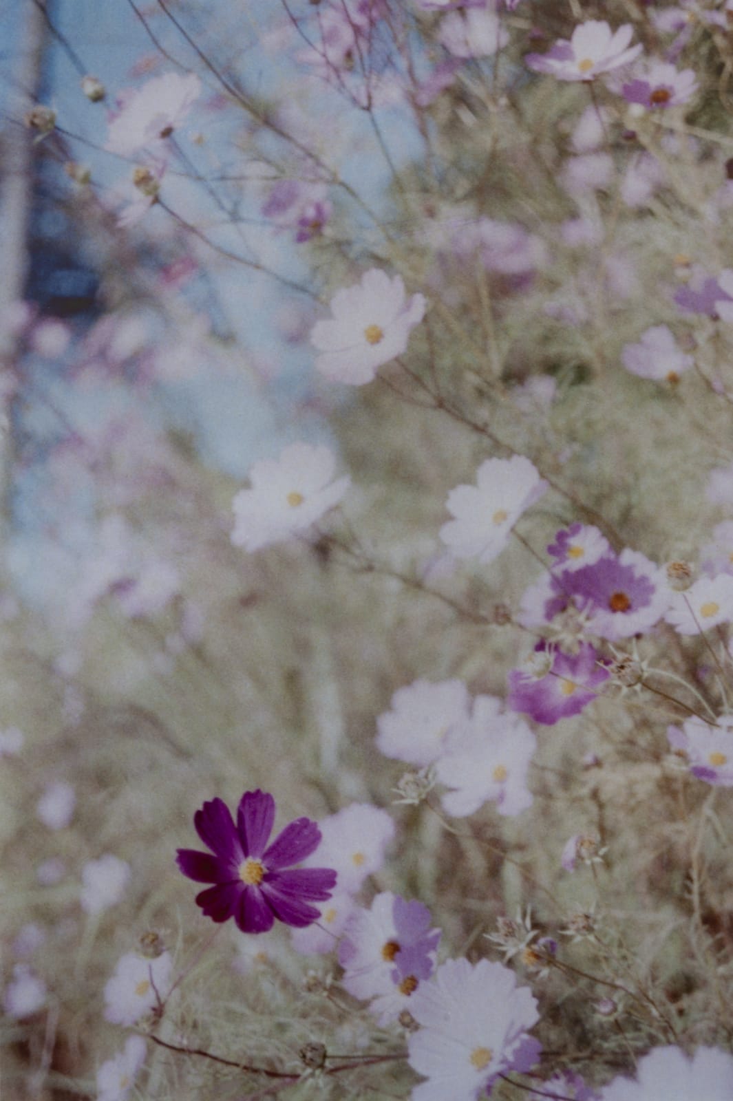 Hanayo, Untitled (cosmos flowers), 2017/2021