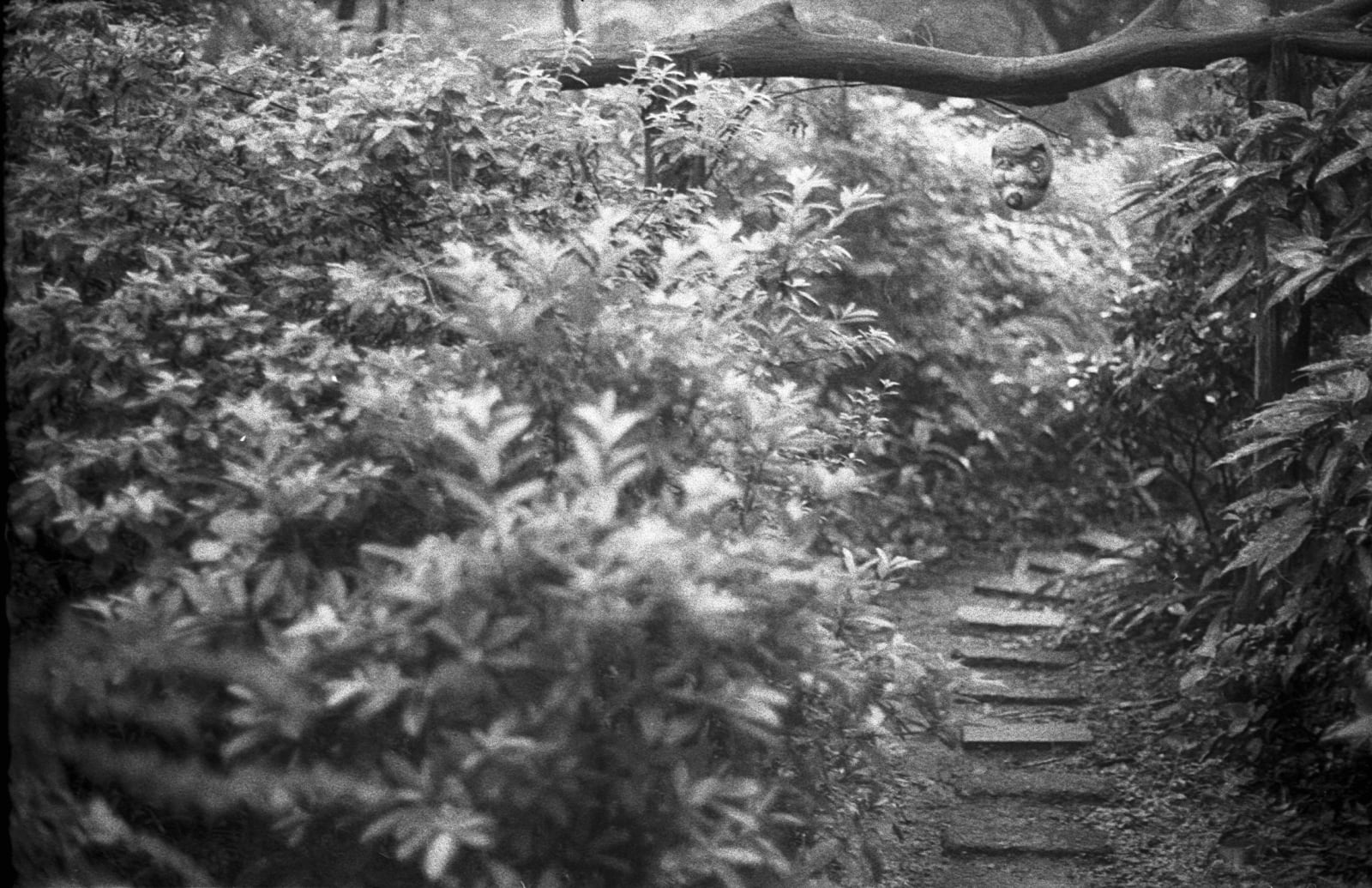 Hideoki, Hyottoko hanging on tree branch, Japan, 1973