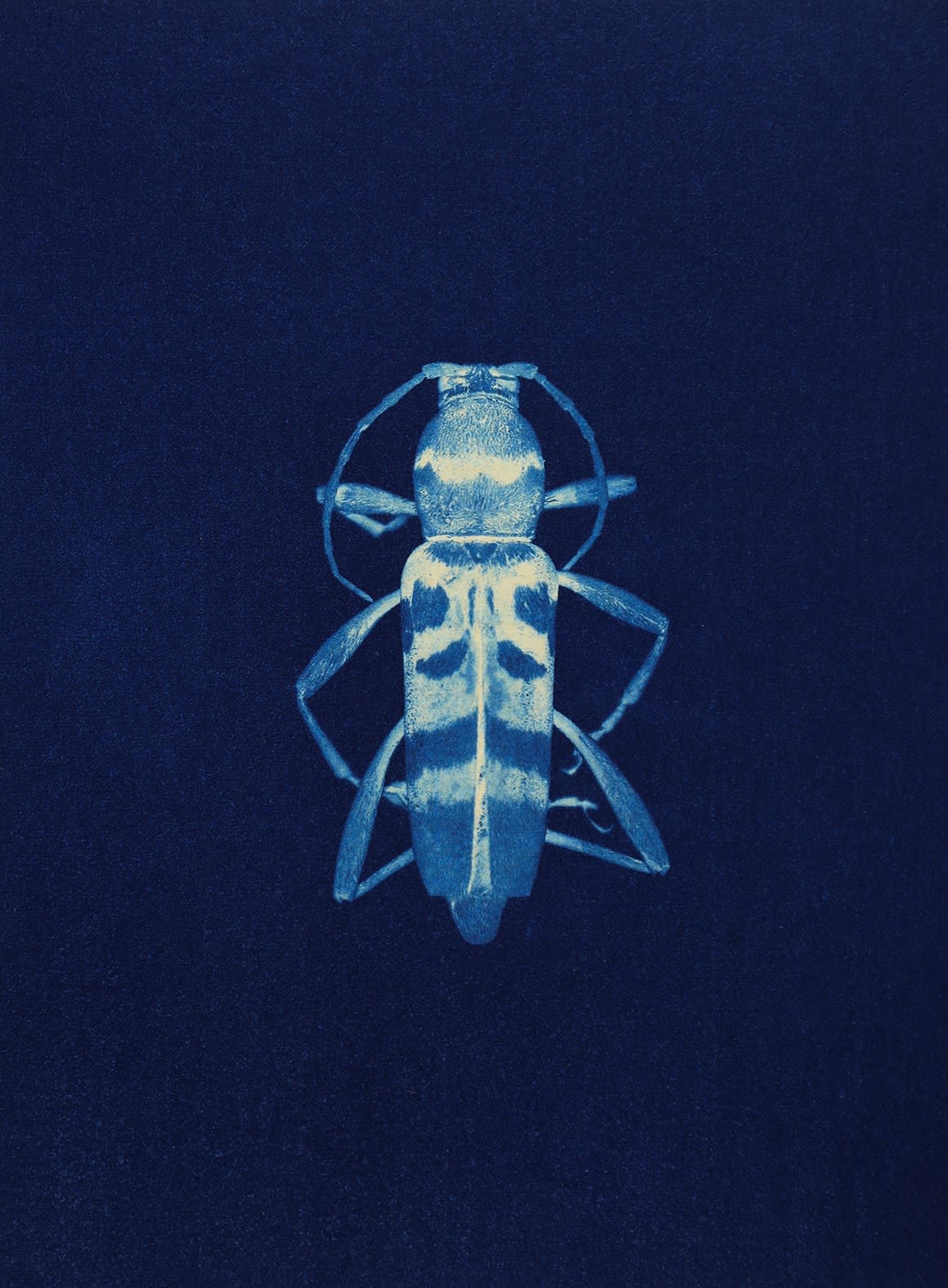 Anaïs Lopez, Beetle II, 2025