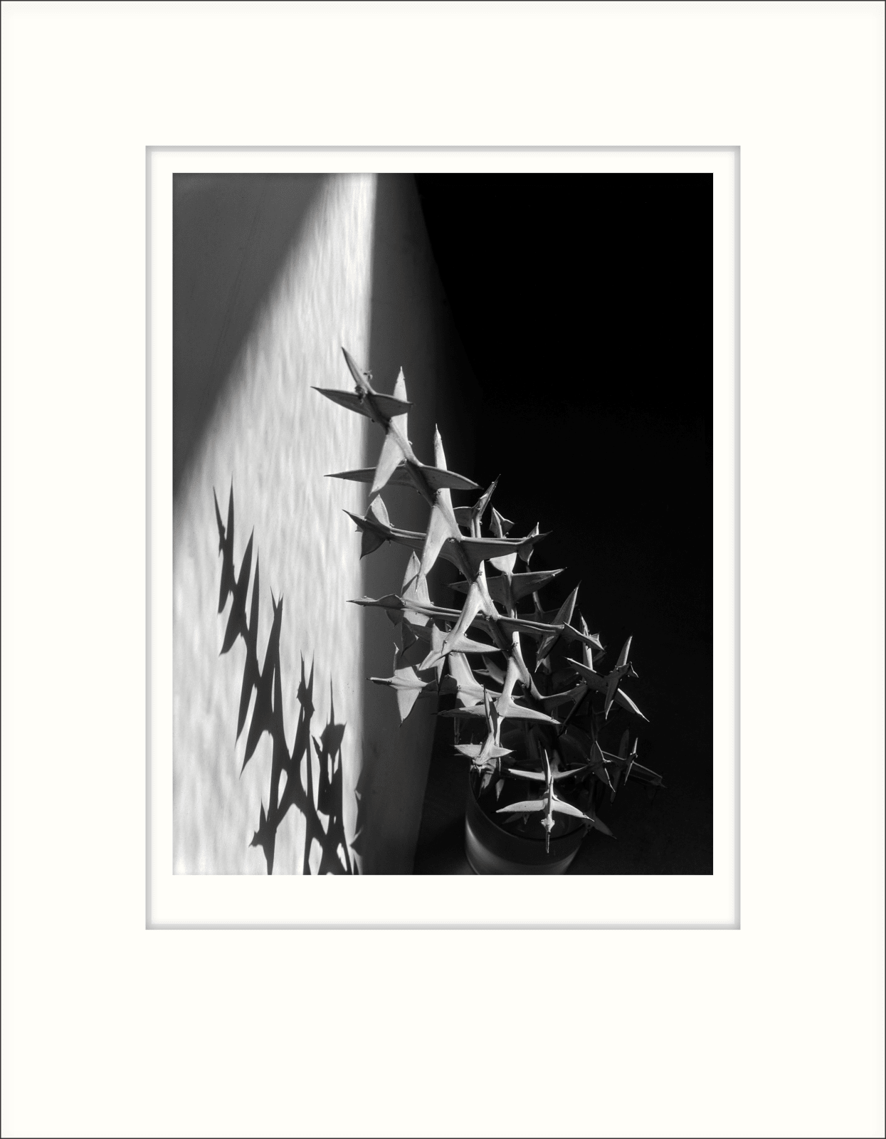 Imogen Cunningham, Colletia Cruciata 7, 1929