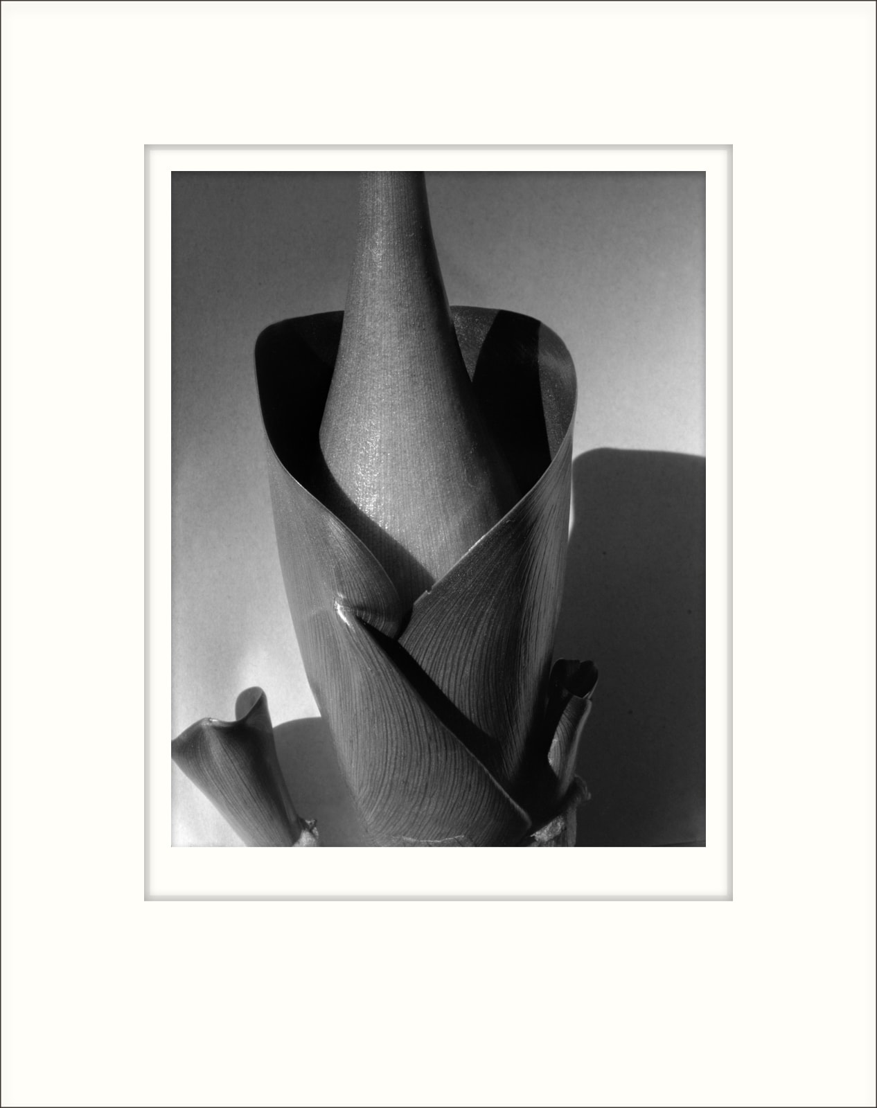 Imogen Cunningham, Water Hyacinth 2, 1920s