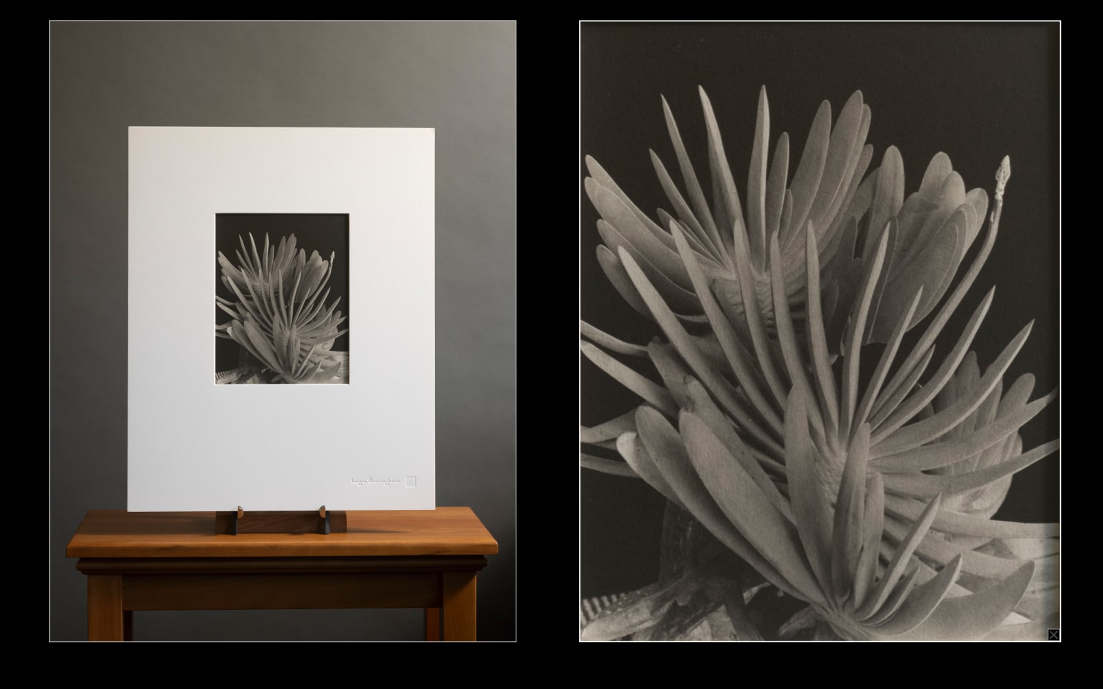 Imogen Cunningham, Aloe Plicatilis, 1949
