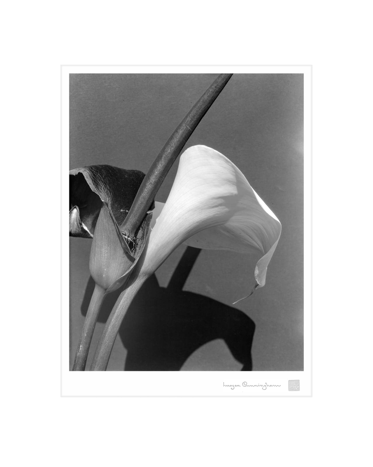 Imogen Cunningham, Black and White Lilies, late 1920s