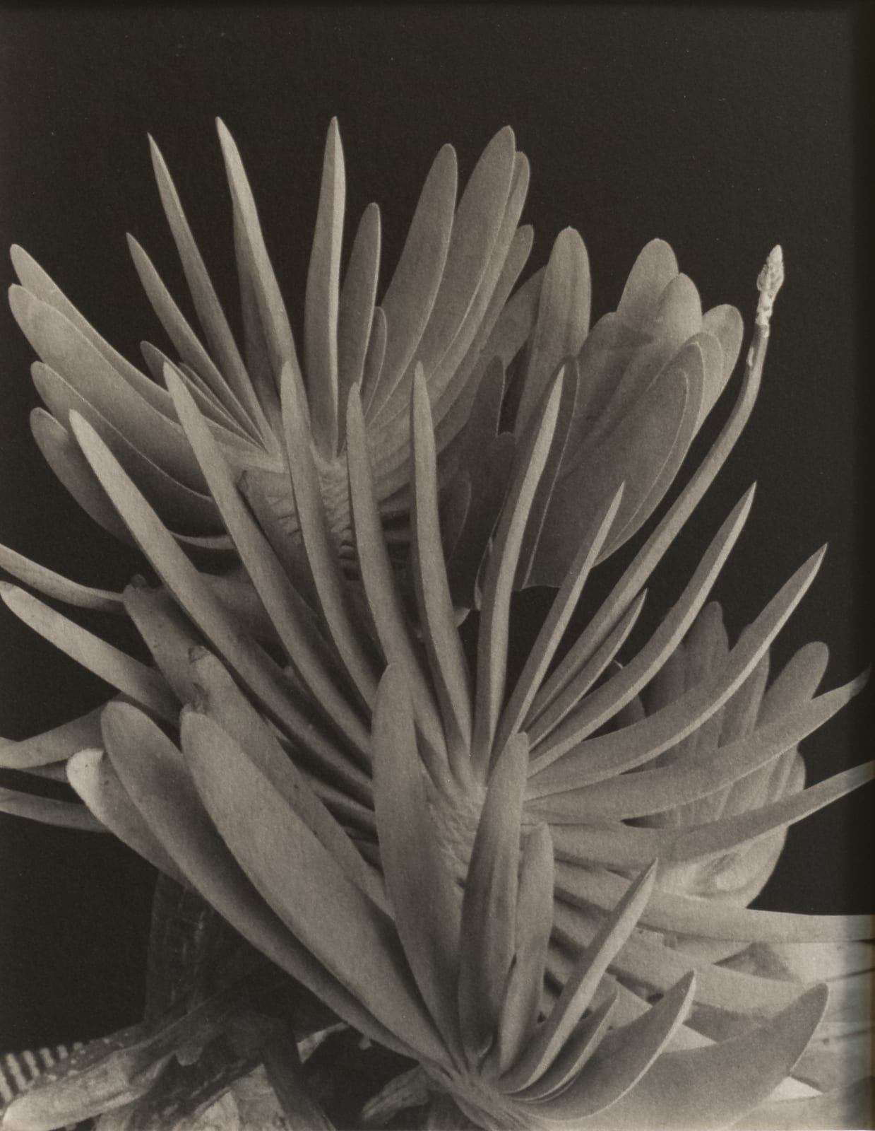 Imogen Cunningham, Aloe Plicatilis, 1949