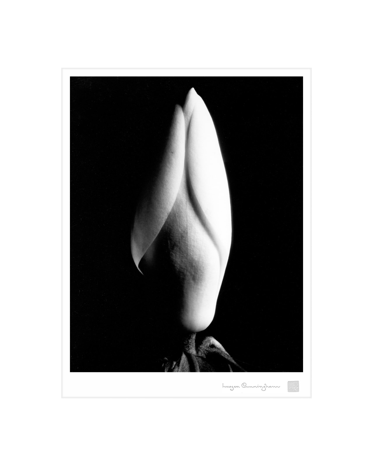 Imogen Cunningham, Magnolia Bud, 1920s