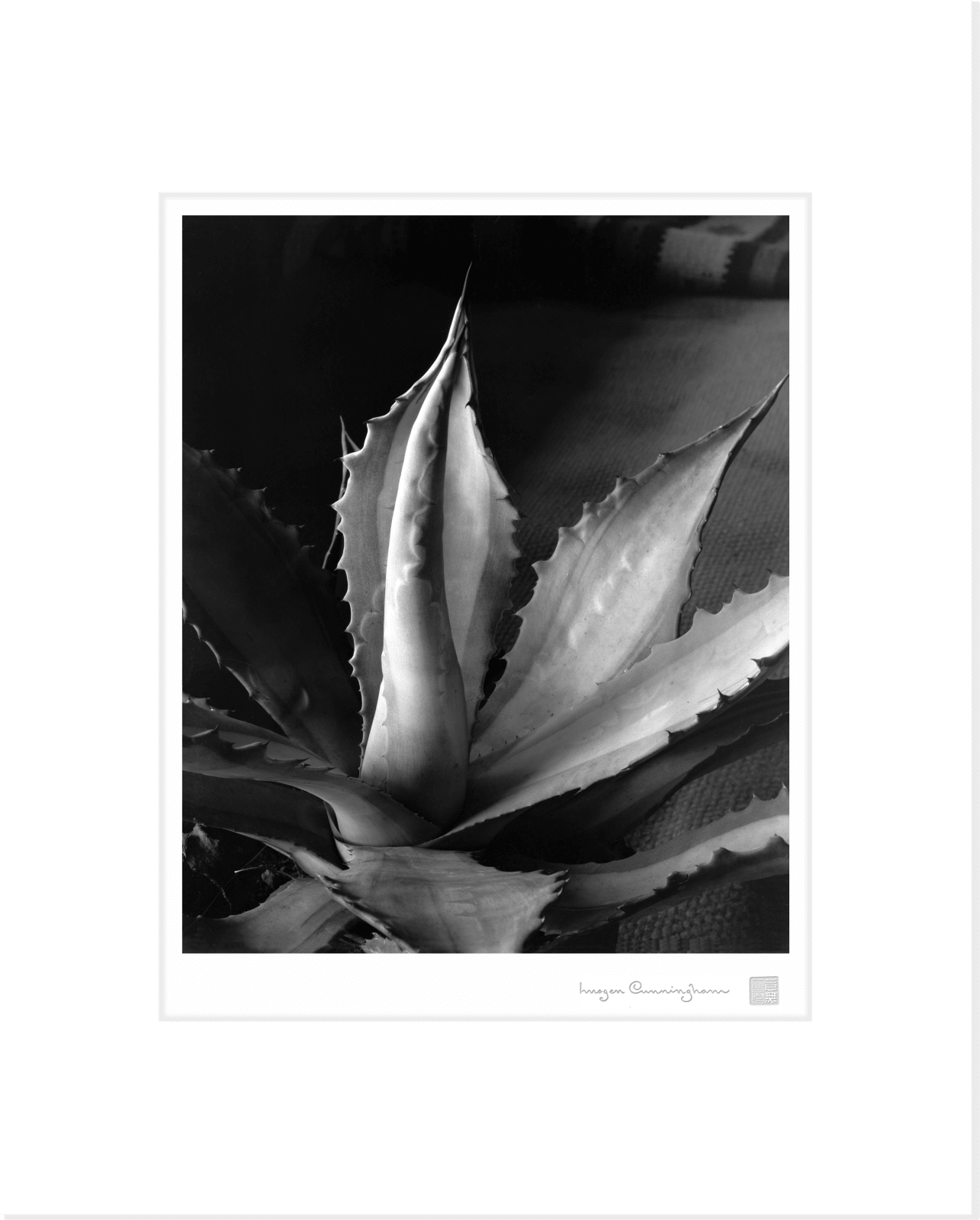 Imogen Cunningham, Agave, about 1930