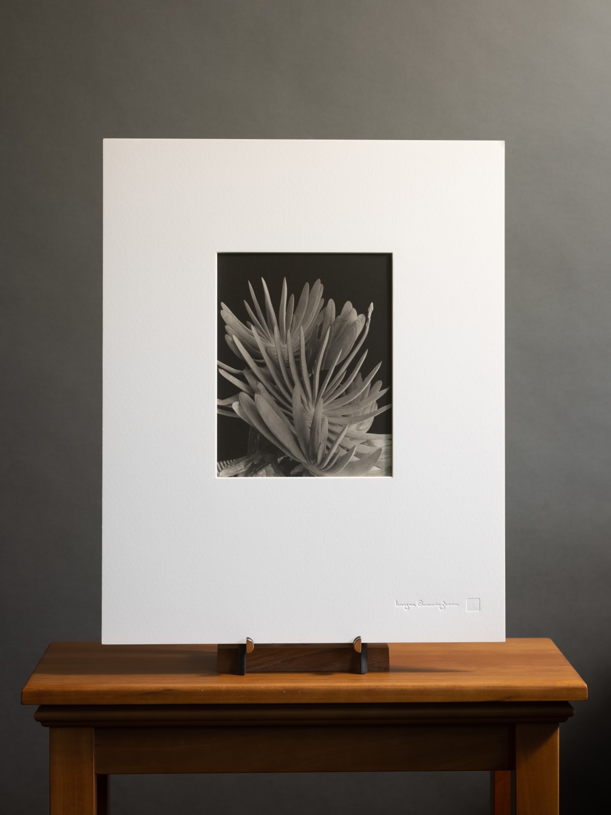 Imogen Cunningham, Aloe Plicatilis, 1949