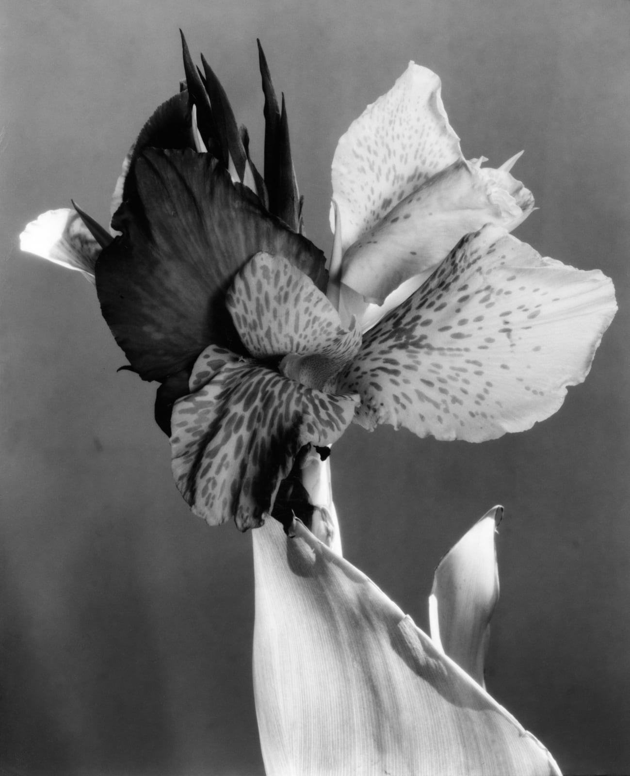Imogen Cunningham, Canna 2, 1920s