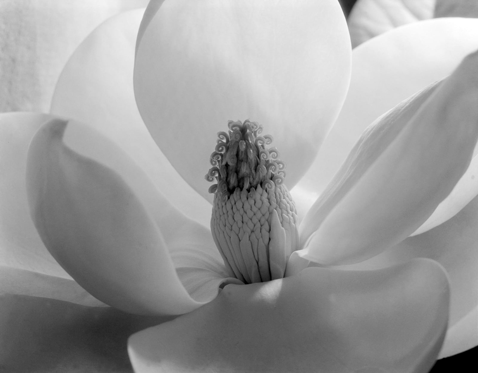 Imogen cunningham magnolia blossom 1925 imogen cunningham official site